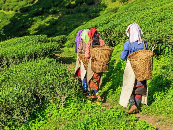 Tea Board Orders Closure Of Manufacturing Units During Winter