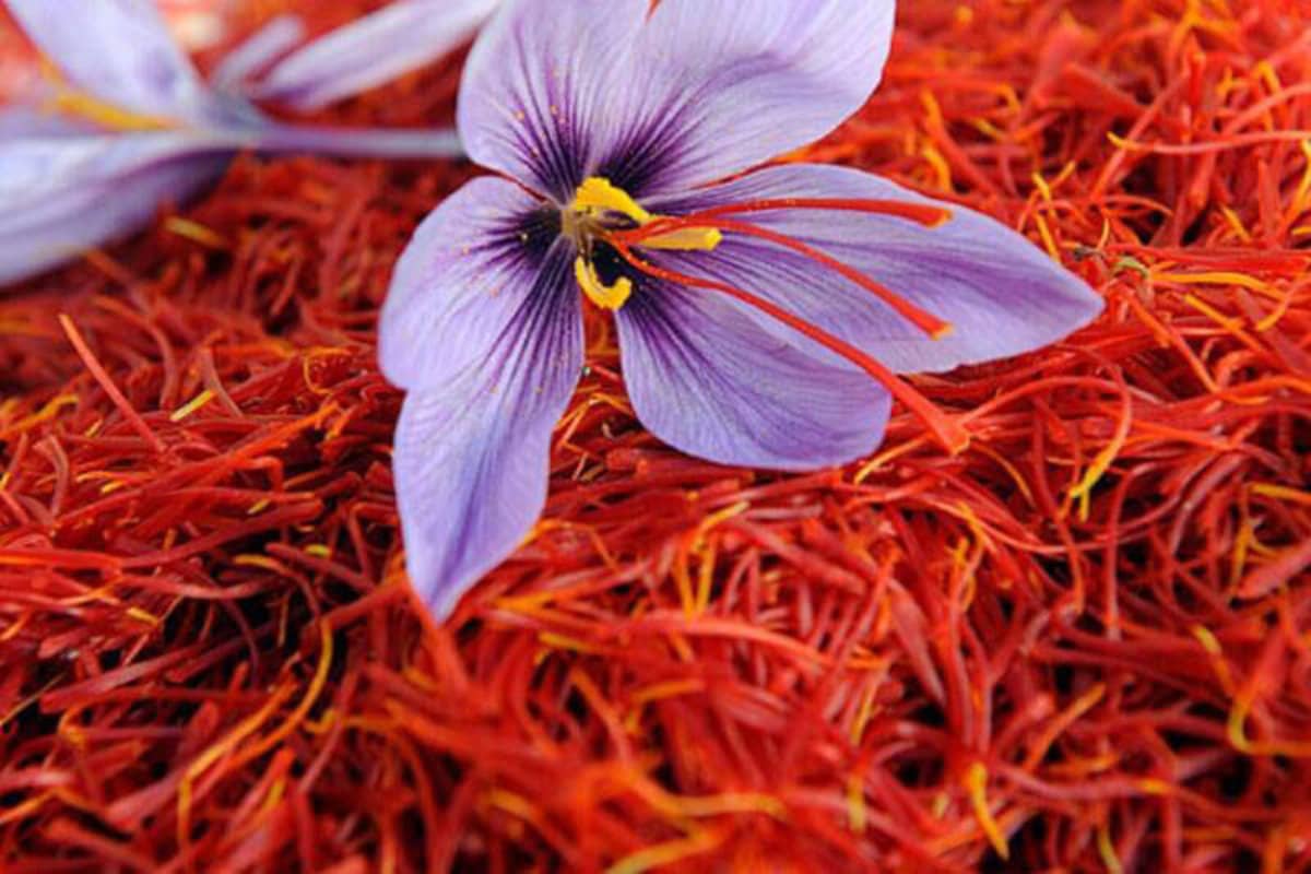 Saffron In Peril: Kashmir’s Golden Harvest Threatened By Global Warming