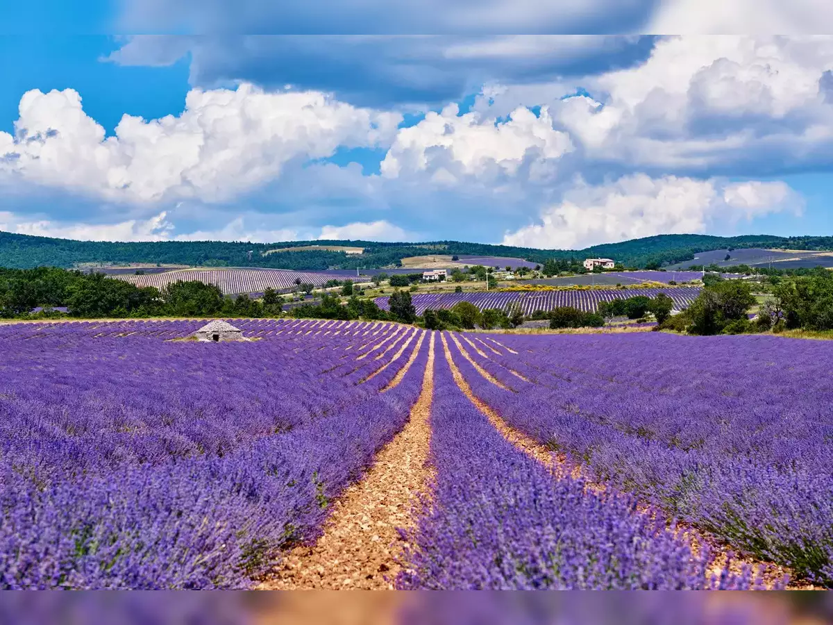 Kashmir Valley Witnessing ‘Purple Revolution’ As Lavender Farming Yields Good Revenue